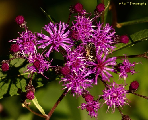 {Vernonia gigantea}